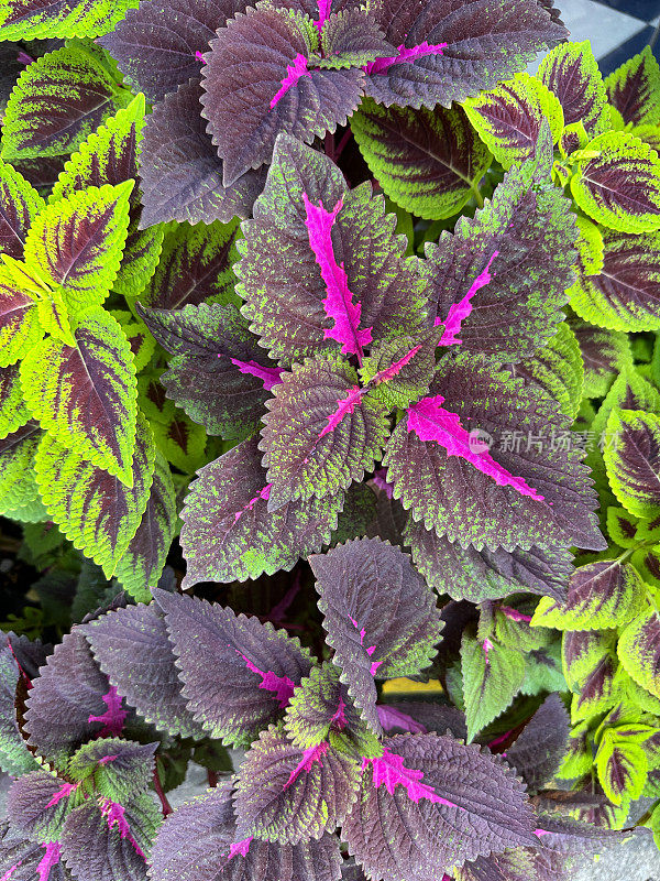 在植物苗圃花园中心的花盆中生长的Coleus (Coleus scutellarioides)的嫩枝和红色和绿色叶子的全帧图像，高架视图